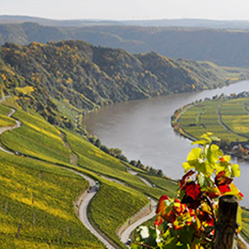 Weingut Hoffmann-Simon