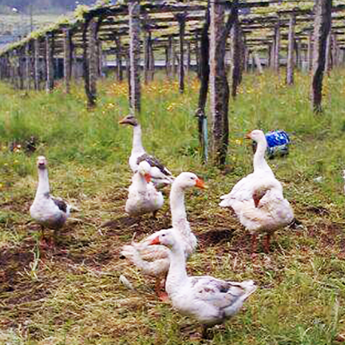 Bodegas Fulcro