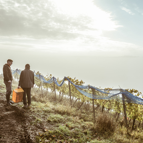 Weingut Hahnmühle