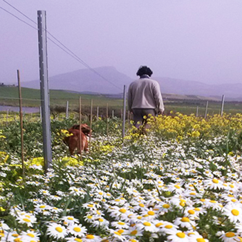 Azienda Agricola Alessandro Viola